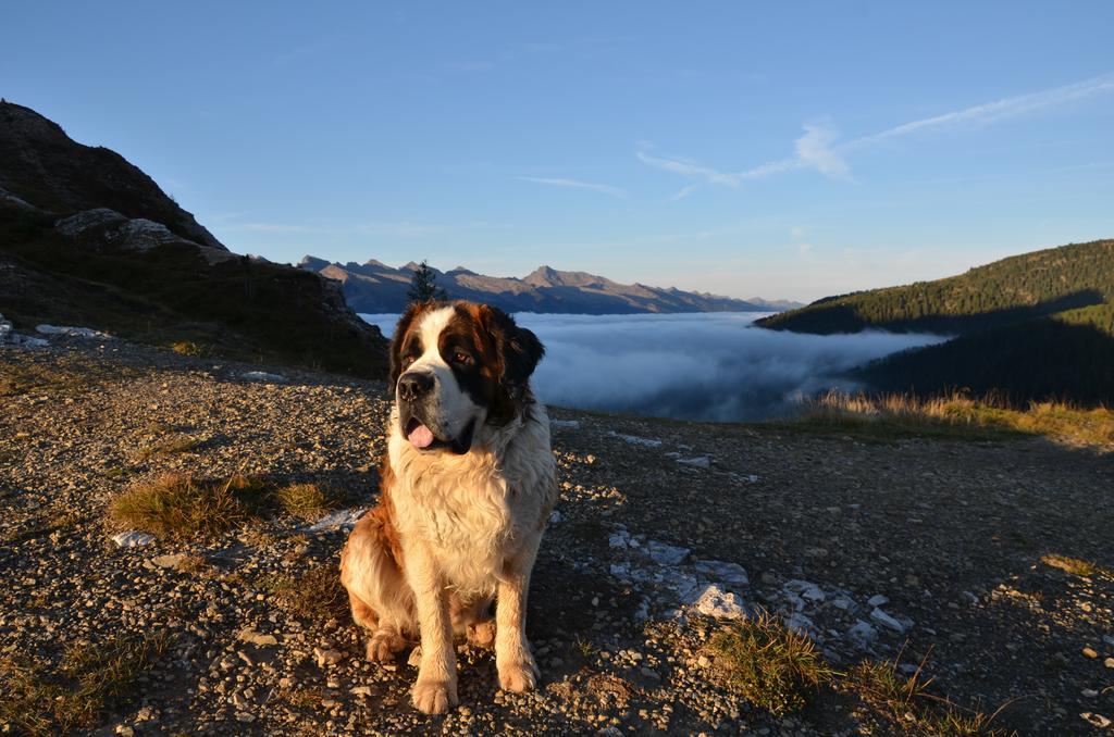 Rifugio Capanna Passo Valles 팔카데 외부 사진